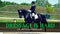 Dressage Is Hard...and why it'll never be easy