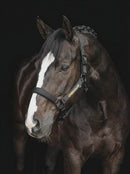 Unbridled Signature Halter