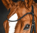 Single Row Black Browband