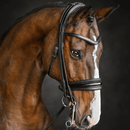 Solo Lydia - Double Bridle