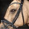 Solo Summit - Noseband